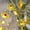 Yellow Sunflower, variant on Flower String Light 10ft 20 LEDs Battery Operated Spring Theme Starry Fairy Lights Decor for Bedroom Kitchen Nursery Wedding Party