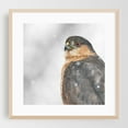 thumbnail image 2 of Coooper's Hawk In A Snowstorm - Photography Bird Wildlife Animal Nature Winter Snow Portrait Unframed Wall Art Print 10 x 10 inches, 2 of 9
