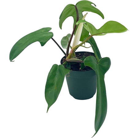 Philo Florida Beauty  4 inch Philodendron Pedatum