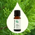 thumbnail image 3 of Plant Therapy Organic Cypress Essential Oil 10 mL (1/3 oz) 100% Pure, Undiluted, Natural Aromatherpay, 3 of 8