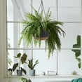 thumbnail image 4 of 2 Pack Hanging Set,10 Inch Indoor Outdoor Hanging Plant Pot Basket,Hanging Flower Pot with Drainage Hole with 3 Hooks for Garden Home, 4 of 10