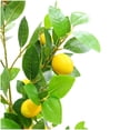 thumbnail image 2 of EastVita Artificial Lemon Tree 5 Ft Decorative Fake Lemon Plant in Pot with 20 Fruits Greenery Potted Faux Floor Plant for Indoor Home Living Room Porch Office Decor, 2 of 5