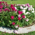 thumbnail image 3 of Mixed Colorful Peonies - 4 Roots - Red, Pink, White Peony Flowers-Attracts Butterflies, Bees & Hummingbirds - Sun and Shade Friendly-Spring Garden Perennial, 3 of 5