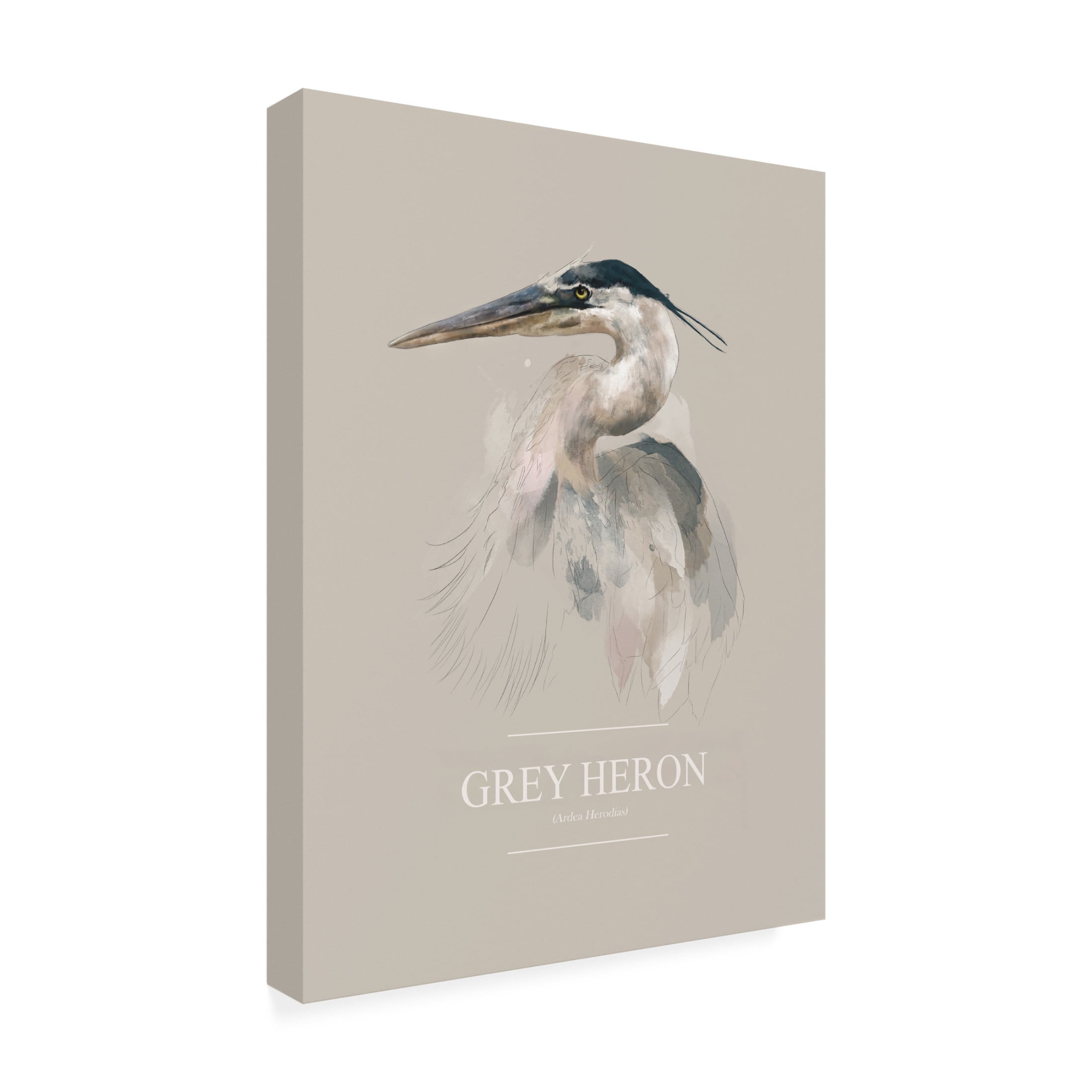 Trademark Fine Art Gabriella Roberg Grey Heron Canvas Wall Art