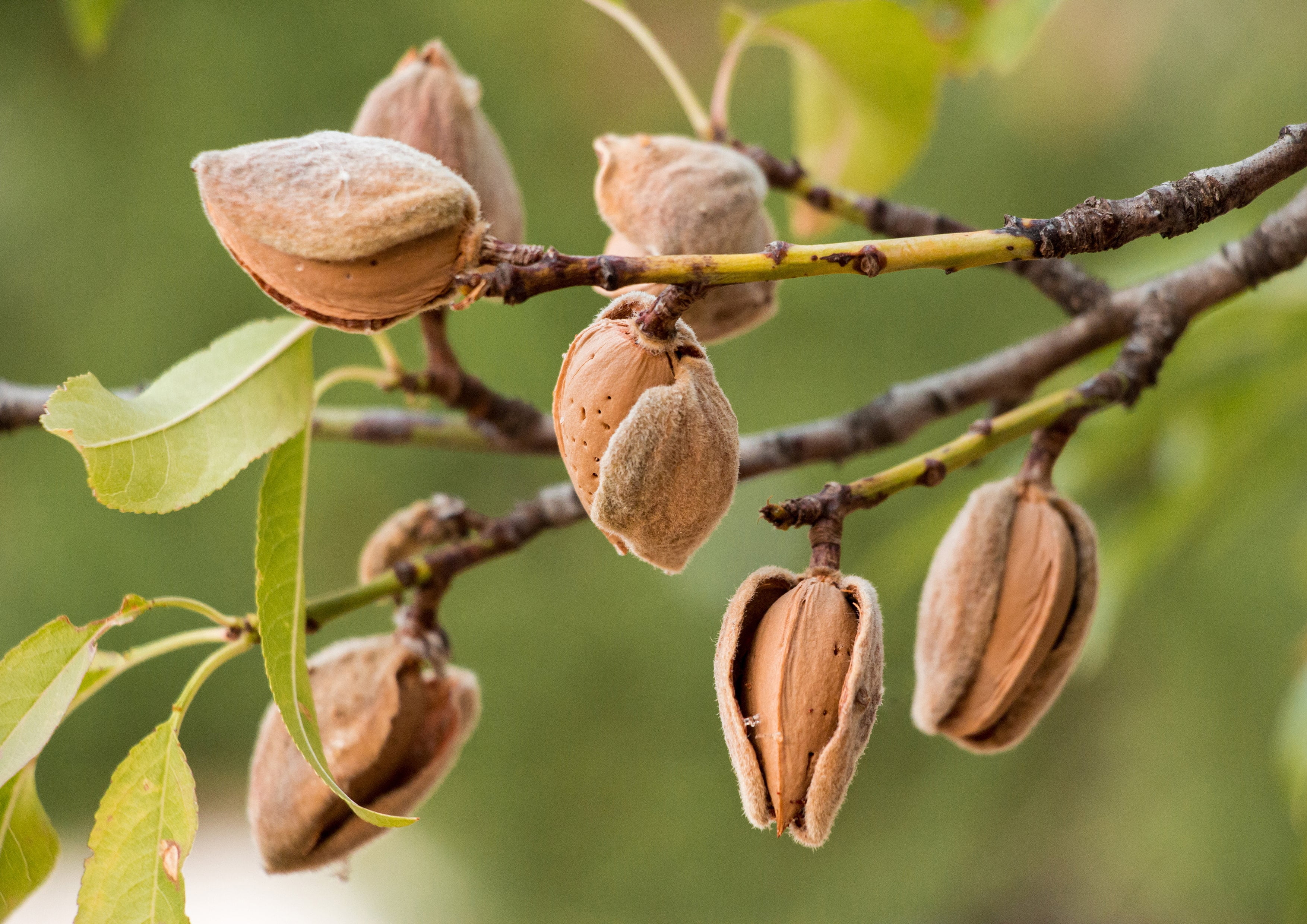 Natural Sliced Almonds, 3 Pounds — Kosher, Raw, Vegan — by Food to Live