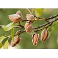 thumbnail image 5 of Natural Sliced Almonds, 1 Pound — Kosher, Raw, Vegan — by Food to Live, 5 of 8