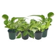 thumbnail image 2 of 6-PK Live Marble Queen Pothos, Epipremnum aureum, Air Purifying Indoor Plant, Low Light Houseplant, Easy Care Plant, 4-inch Pot(s), 2 of 6