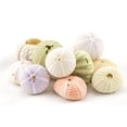 thumbnail image 3 of Sea Urchin 12 Variety Pack Imperfect Sea Urchins Flawed Pink Purple Green Sea Urchin Shells Decor, 3 of 3