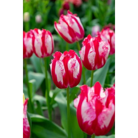 Happy Clown Fringed Tulip 5 Bulbs - Red/White - 11/12 cm Bulbs