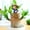 Multicolor, variant on 2 Pcs Cute Small Plant Decoration, Portable Mini Brazilian Wood Decor Multicolor Funny and Household Table Ornaments Pretty Office Home Desktop Wood Pot Tray Decor ﻿(not include Wood)