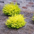 thumbnail image 4 of Southern Living Ligustrum Sunshine Live Shrub in 5-Gallon Grower Pot, 4 of 10