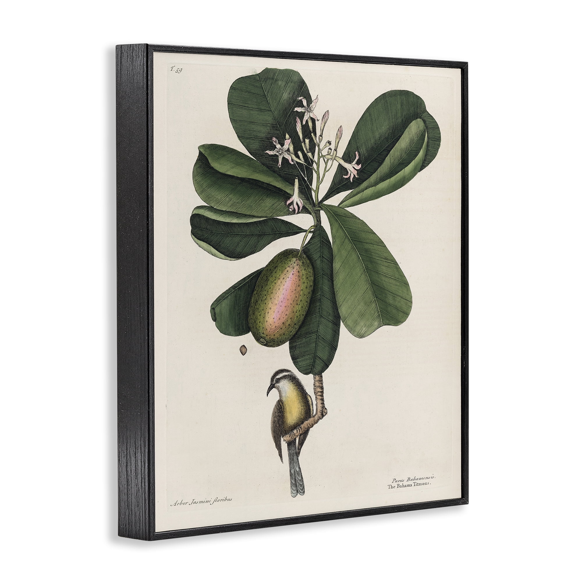 Stupell Industries Catesby Flora & Fauna Black Framed Giclee Art, design by Print Collection
