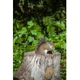 thumbnail image 2 of Richardson, Larry 13x18 White Modern Wood Framed Museum Art Print Titled - A grey squirrel feeds on bird seeds cached on a tree stump, 2 of 4