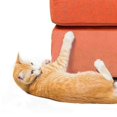 thumbnail image 3 of Bande Anti-Rayures pour Chat Chien Protection de Porte de Canapé Autocollant, 3 of 3