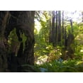 thumbnail image 2 of Grayscale 24x19 White Modern Wood Framed Museum Art Print Titled - Redwood II, 2 of 4