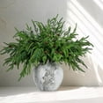 thumbnail image 5 of TETOU 6Pcs Norfolk Pine Branches with Pine Cones, 17.8"/45cm Artificial Xmas Norfolk Pine Branches for Christmas Indoor Outdoor Home Decor, 5 of 6