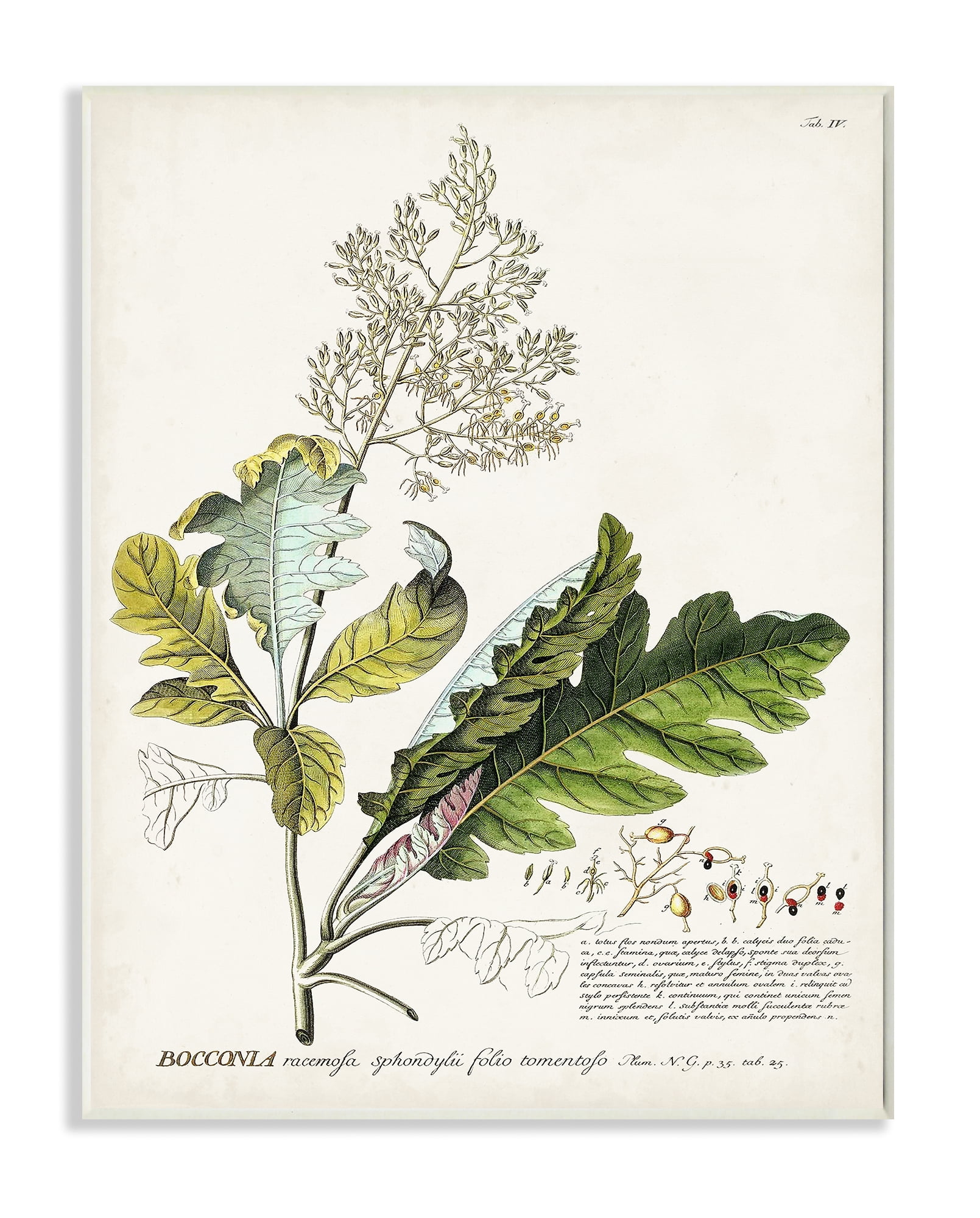 Stupell Industries Green Botanical Plant Illustration Leaves Vintage Design Wood Plaque By Unknown Walmart Com