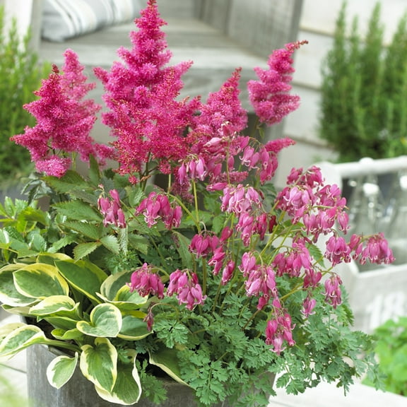 Van Zyverden Shade Perennial Patio Container Collection Set of 3 Plant Roots Multicolor Partial Sun Easy to Grow 2 lbs