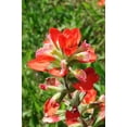 thumbnail image 5 of 50 Red INDIAN PAINTBRUSH Castilleja Indivisa Flower Seeds, 5 of 5