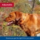 thumbnail image 3 of Collar para perros Coastal Water & Woods, ajustable, de seguridad, color naranja, 38-51 cm, 3 of 7