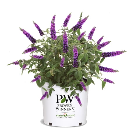 Proven Winners Miss Violet Buddleia Live Shrub (2 Gallon)