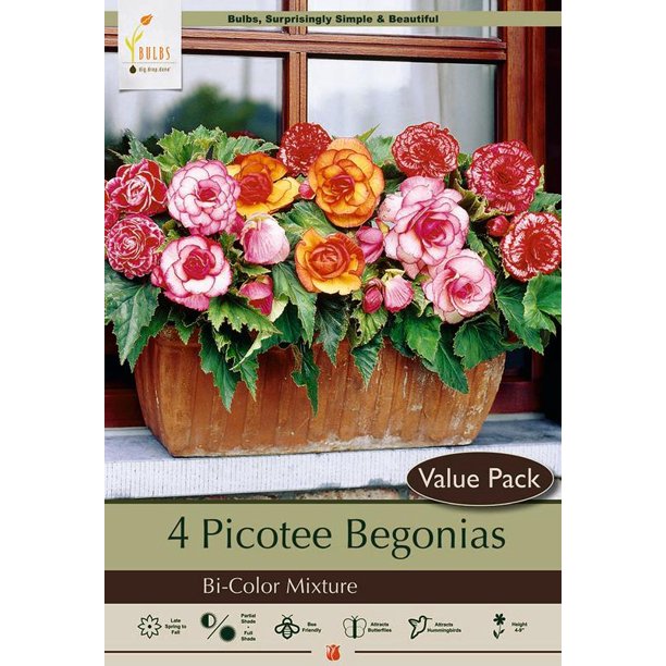 Picotee Bi-Color Begonia Mix 4 Bulbs - 6/7cm 