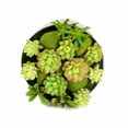 thumbnail image 2 of K-Cliffs Large Round Ceramic Minimalistic Faux Succulent Planter with Moss Cactus Aloe Vera | Easy Care  | Color; Black, 2 of 5