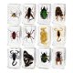 thumbnail image 3 of Juguetes de Animales de Resina de 12 Piezas para Enseñanza, Curiosidad, Juguetes Educativos, Juguetes de Ciencia Y Naturaleza para Entusiastas de La E, 3 of 9