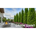 thumbnail image 2 of Thuja Arborvitae Green Giant - 5 Live Quart Size Plants - Evergreen Privacy Trees, 2 of 9