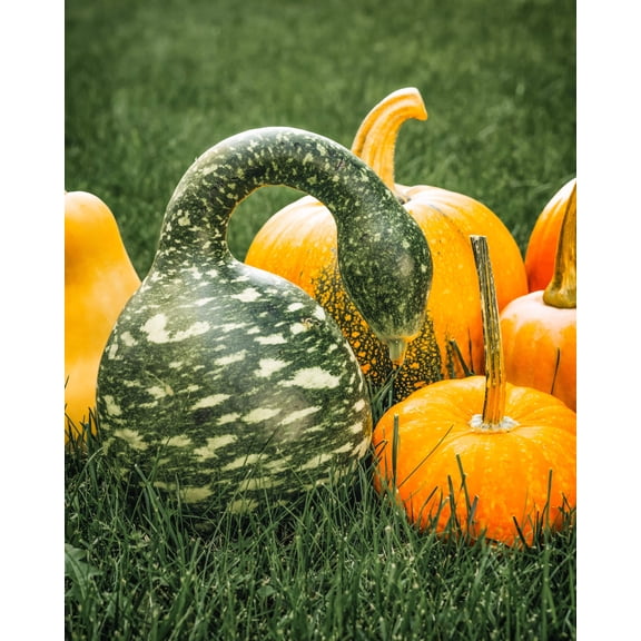 15 Seeds GOOSENECK / Bottle / SWAN GOURD Lagenaria Siceraria Vine Seeds