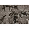 thumbnail image 2 of Fitzharris, Tim 14x11 White Modern Wood Framed Museum Art Print Titled - Bull elk bugling with harem-Colorado Sepia, 2 of 4