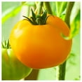thumbnail image 4 of Everwilde Farms - 25 Organic Garden Peach Heirloom Tomato Seeds - Gold Vault Jumbo Bulk Seed Packet, 4 of 5
