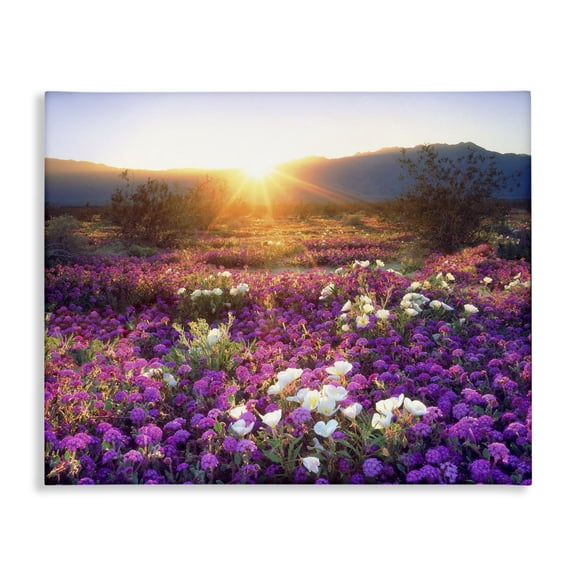 Stupell Industries Southwestern Dune Wildflowers at Sunset Canvas Art, 20 x 16, by Jaynes Gallery / DanitaDelimont.com