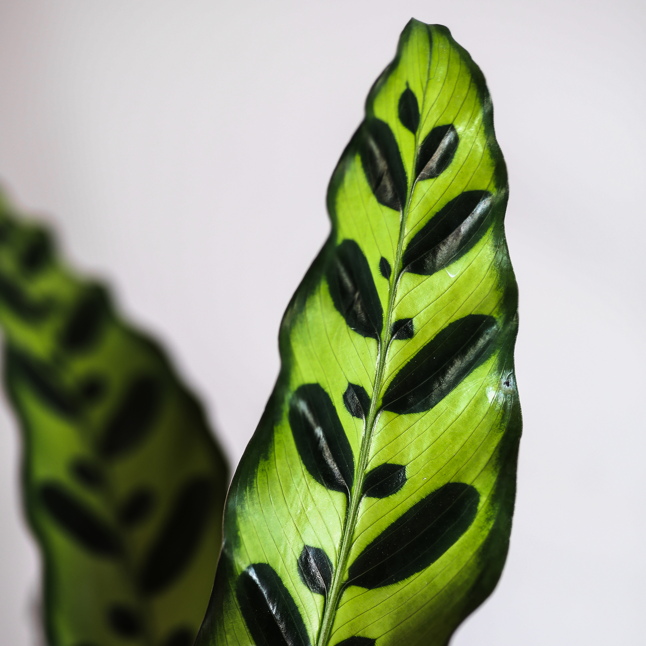 5" Calathea in Brown Wilson Wood Planter – It’s Fall Y’all