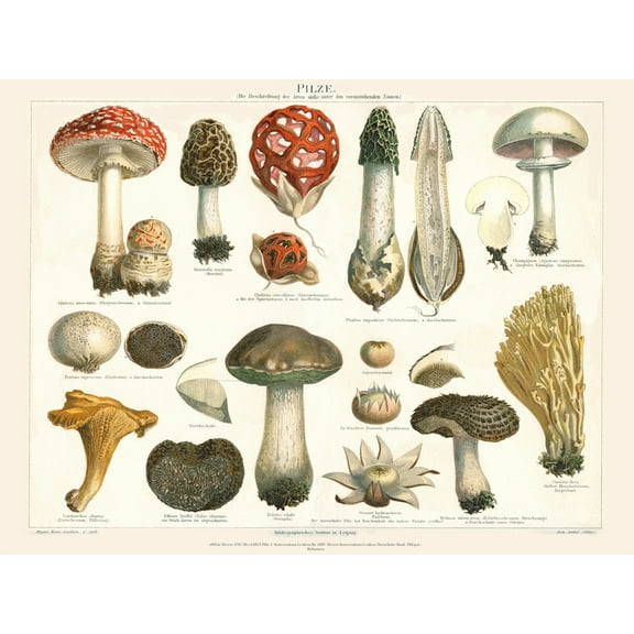 Meyers Fungus Mushrooms Large Wall Art Print