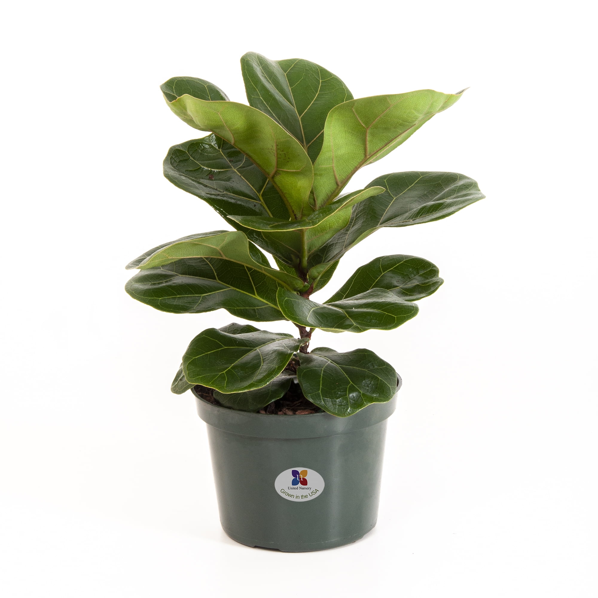 figleaf dc figleaf dc