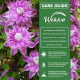 thumbnail image 4 of Clematis Josephine - 2 Live Starter Plants in 2 Inch Growers Pots - Starter Plants Ready for The Garden - Rare Clematis for Collectors, 4 of 7