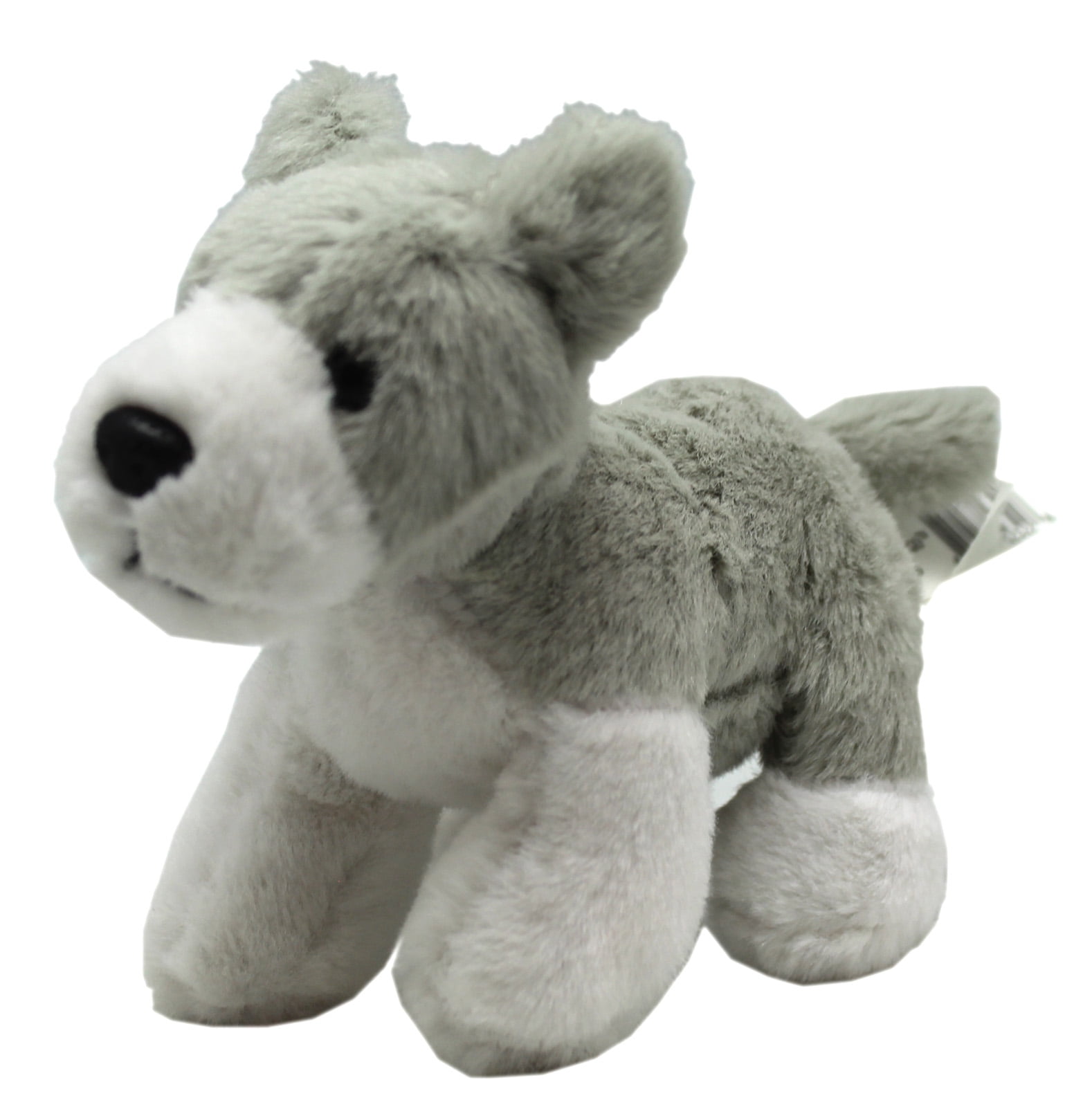 grey dog teddy