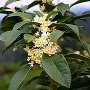 Fragrant Tea Olive Shrub 1 Extra Large 3 Gallon Plant Osmanthus Fragrans Blooming Specimen