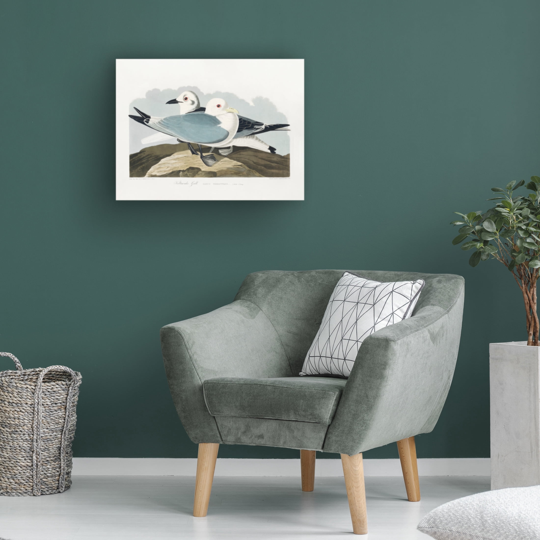Trademark Fine Art Pictufy Kittiwake Gull From Birds of America 1827 Canvas Wall Art