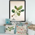 thumbnail image 3 of Designart 'Ancient London Plants I' Farmhouse Framed Art Print, 3 of 4