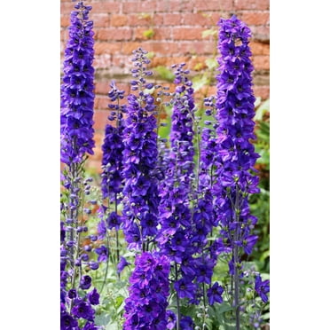 50 BLACK KNIGHT DELPHINIUM Elatum Cultorum Pacific Giant Larkspur Perennial Flower Seeds