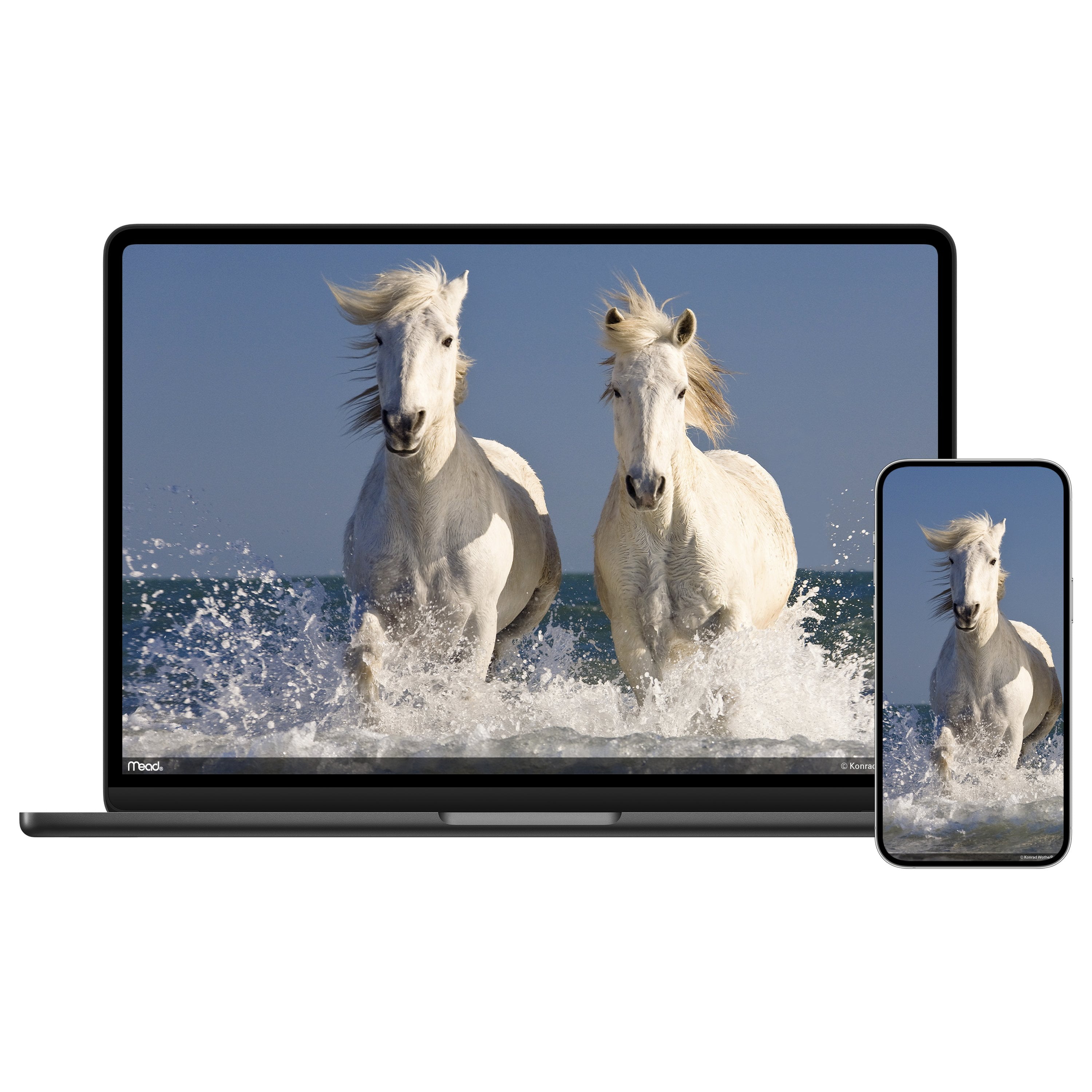 Horses 2024 Monthly Wall Calendar 12 x 12 - Wall Calendars