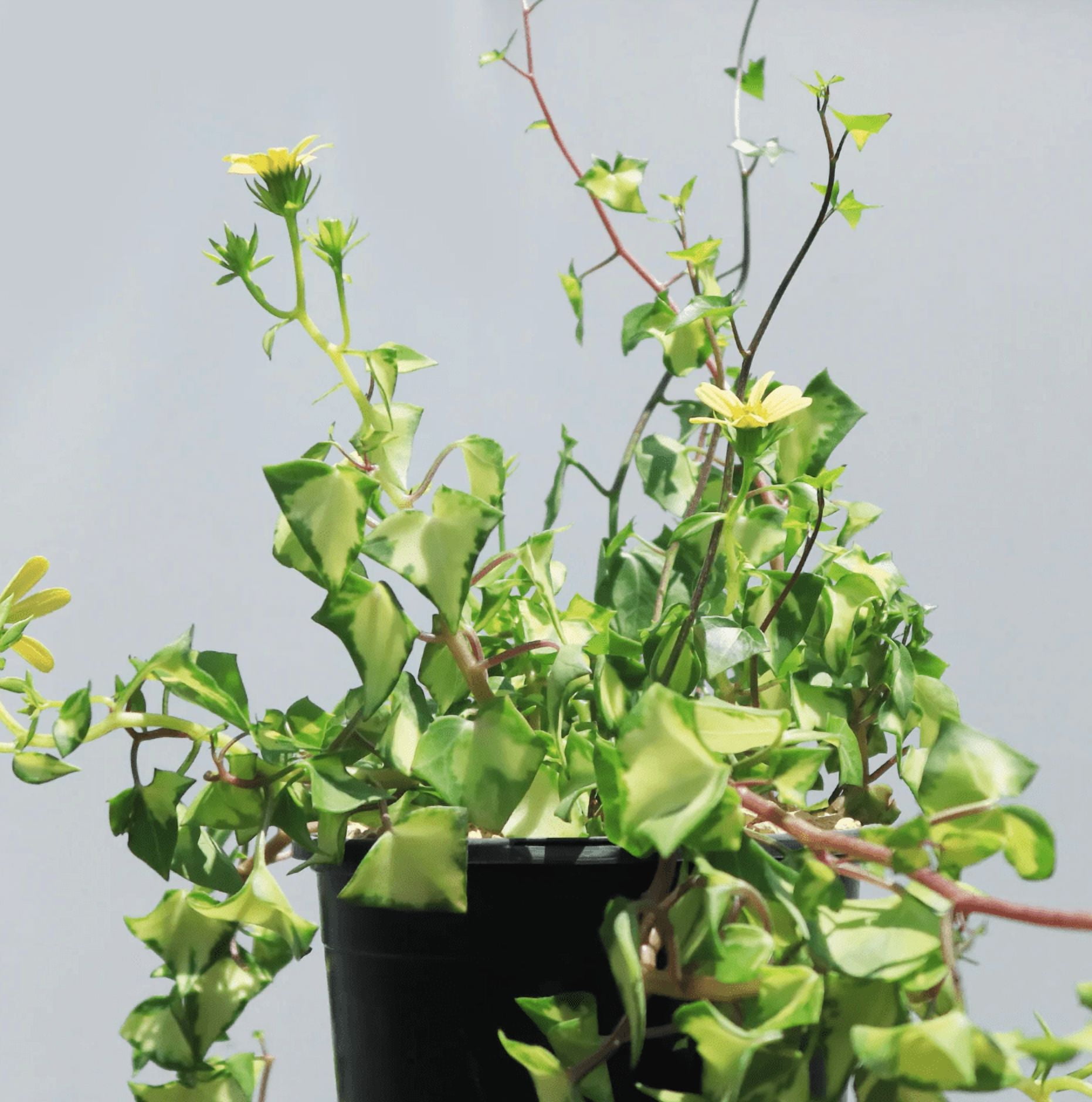 Variegated Wax Ivy Plant Live for Planting, Live Senecio Macroglossus  Variegatum Plant in 2 Inch Pot Indoor Outdoor - Walmart.com
