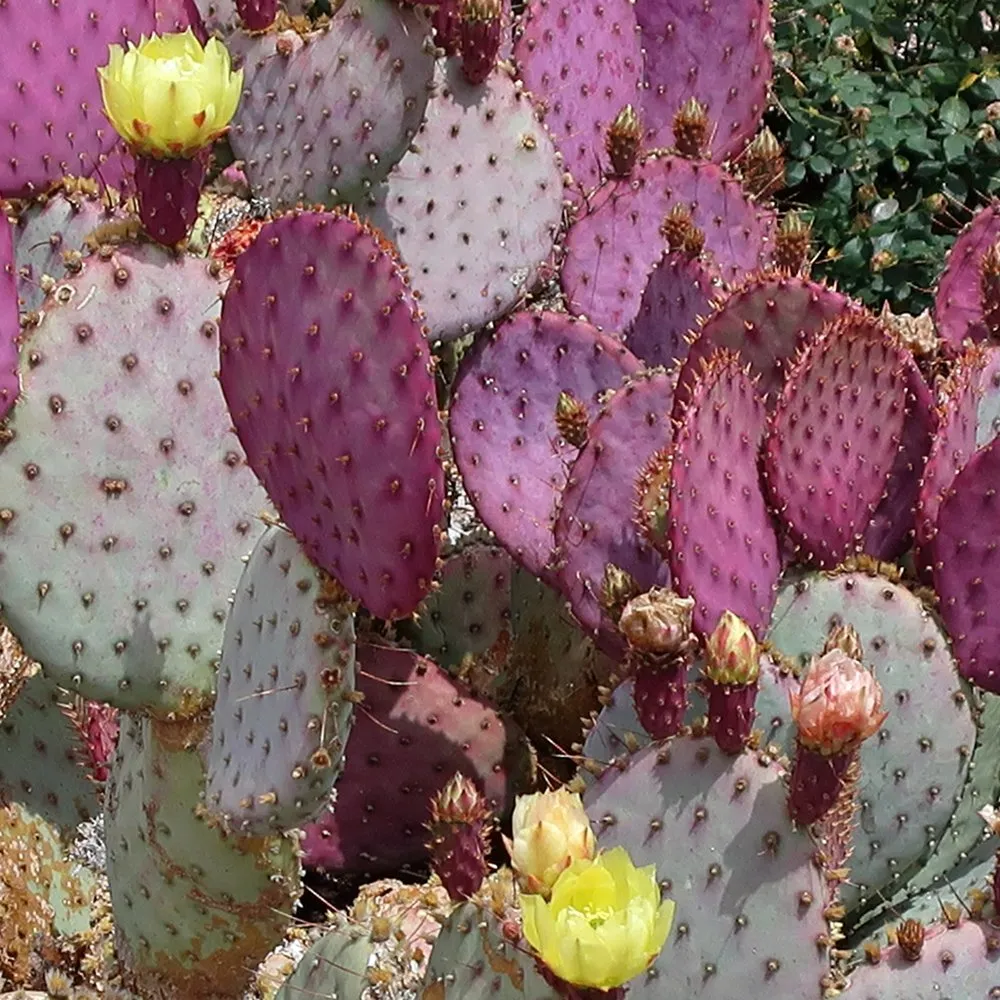 Purple Prickly Pear Plant, Prickly Pear Cactus Live Plant, 3 Inch Pot