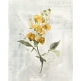 thumbnail image 2 of Robinson, Carol 15x18 White Modern Wood Framed Museum Art Print Titled - Canary Linen Sweetpea, 2 of 4