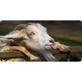 thumbnail image 1 of Funny Goat Photo License Plate, 1 of 1