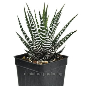 Download Scarlet Ball Cactus Brasilicactus Haselbergii 2 5 Pot Walmart Com Walmart Com