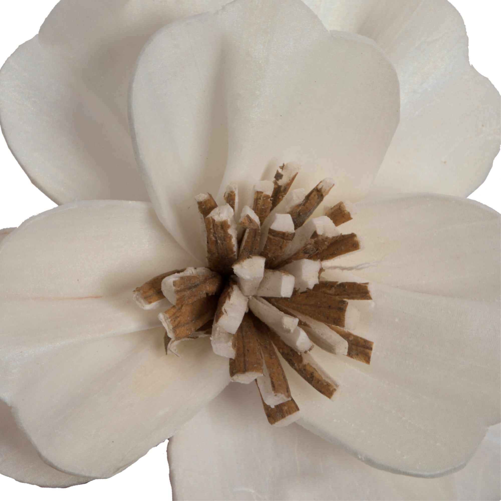 Vickerman 686355 - 1-3" Assorted Anemone Sola Head 24/bg (H7SFL038) Dried and Preserved Flowers