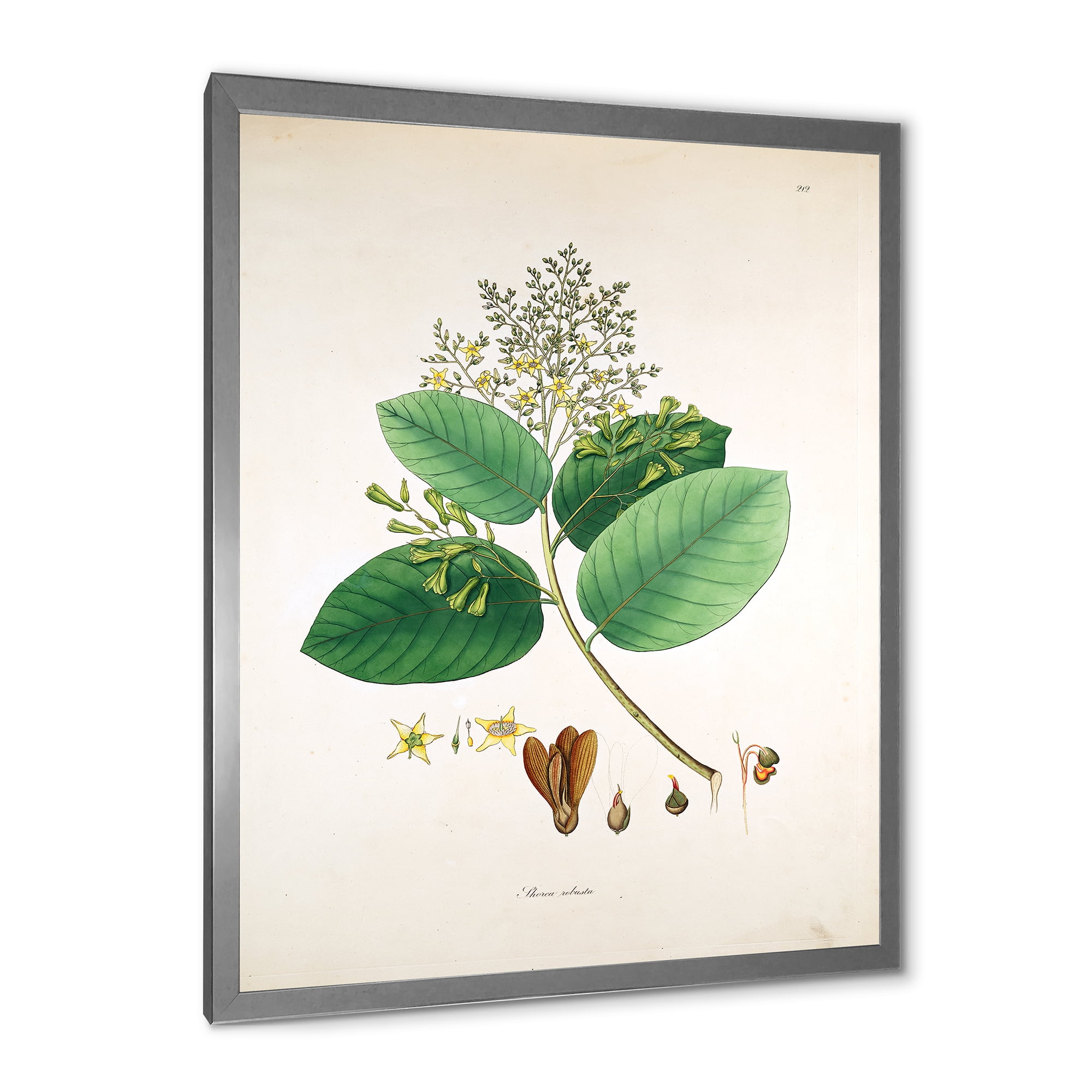 Designart 'Ancient Botanicals III' Farmhouse Framed Art Print
